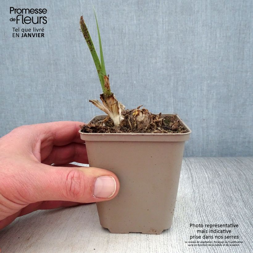 Spécimen de Iris germanica Pumpkin Cheesecake - Iris des Jardins Godet de 8/9 cm, Calibre 4/6 tel que livré en hiver