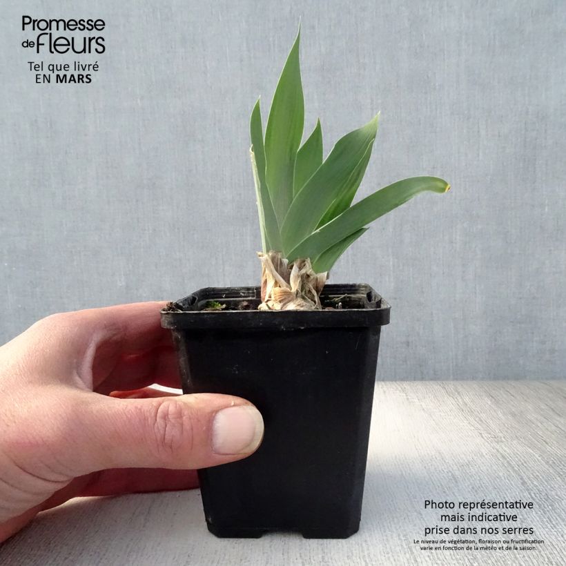 Spécimen de Iris germanica Red Orchid - Iris des Jardins Godet de 8/9 cm, Calibre 4/6 tel que livré au printemps