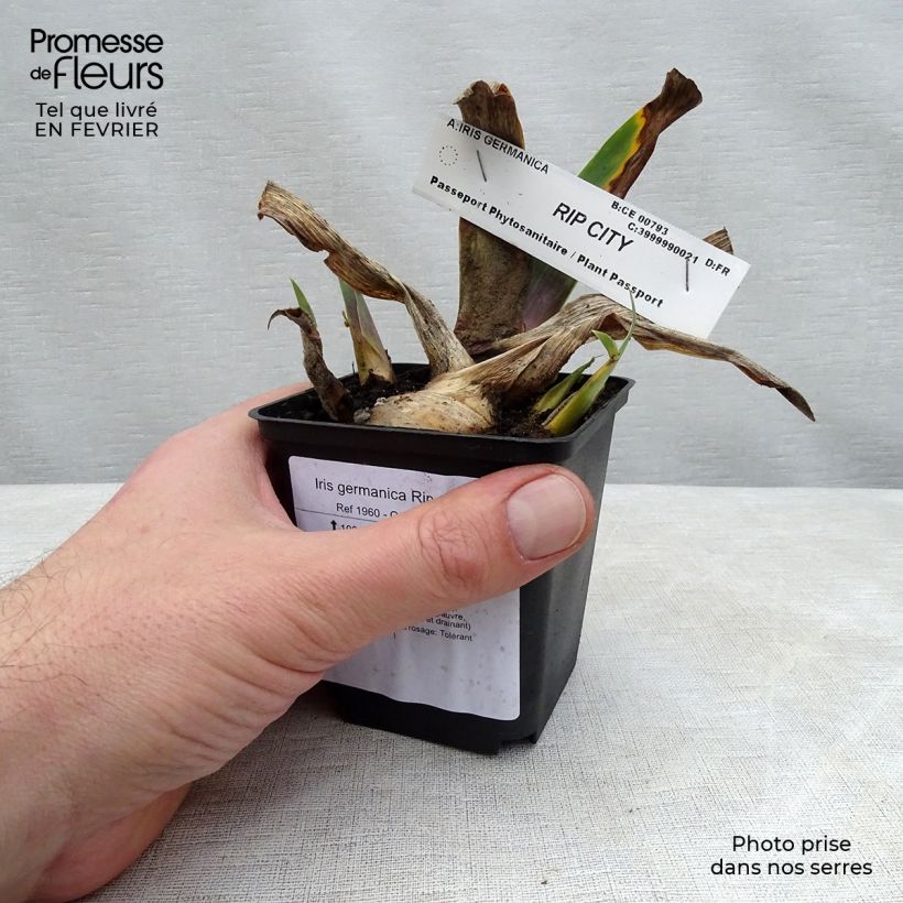 Spécimen de Iris germanica Rip City Godet de 8/9 cm tel que livré en hiver
