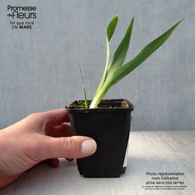 Spécimen de Iris germanica Rouge de Plaisir - Iris des Jardins Rhizome, Calibre 10/15, qualité extra tel que livré au printemps