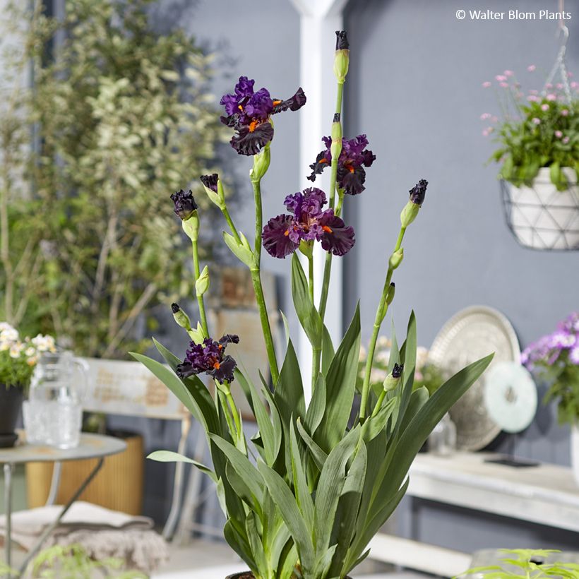 Iris germanica Sharp Dressed Man - Iris des Jardins (Port)