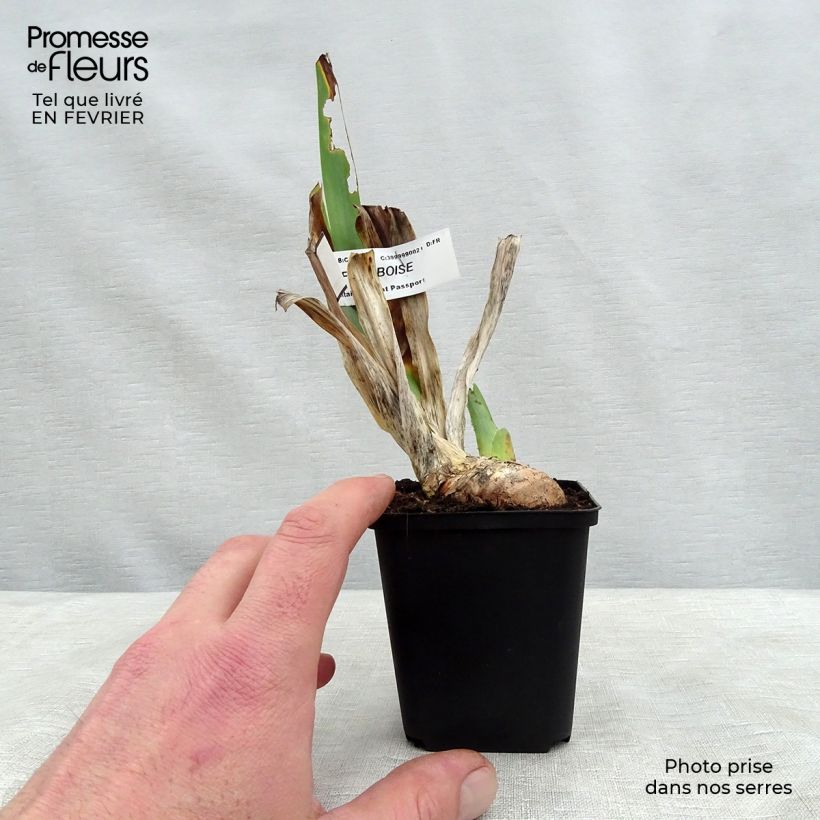 Spécimen de Iris germanica Sirop de Framboise - Iris des jardins Godet de 8/9 cm tel que livré en hiver