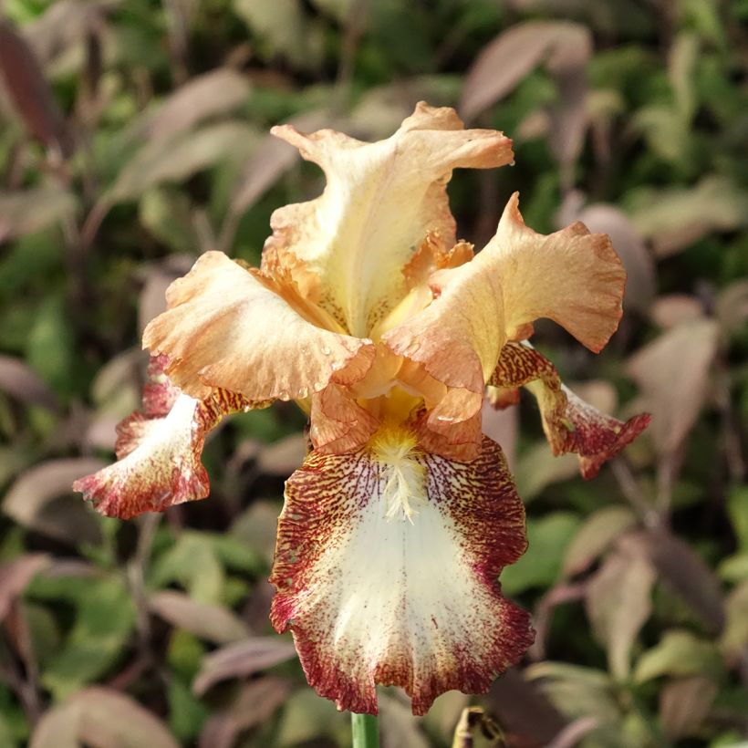 Iris germanica Siva Siva - Iris des Jardins (Floraison)