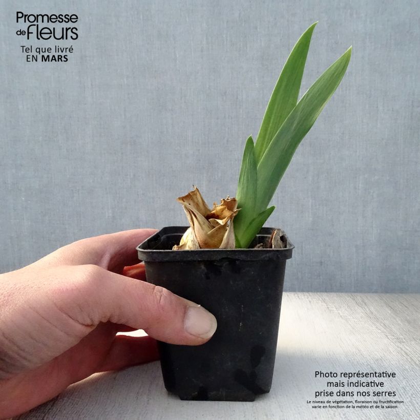 Spécimen de Iris germanica Skyfire - Real Delight Godet de 8/9 cm, Calibre 4/6 tel que livré au printemps