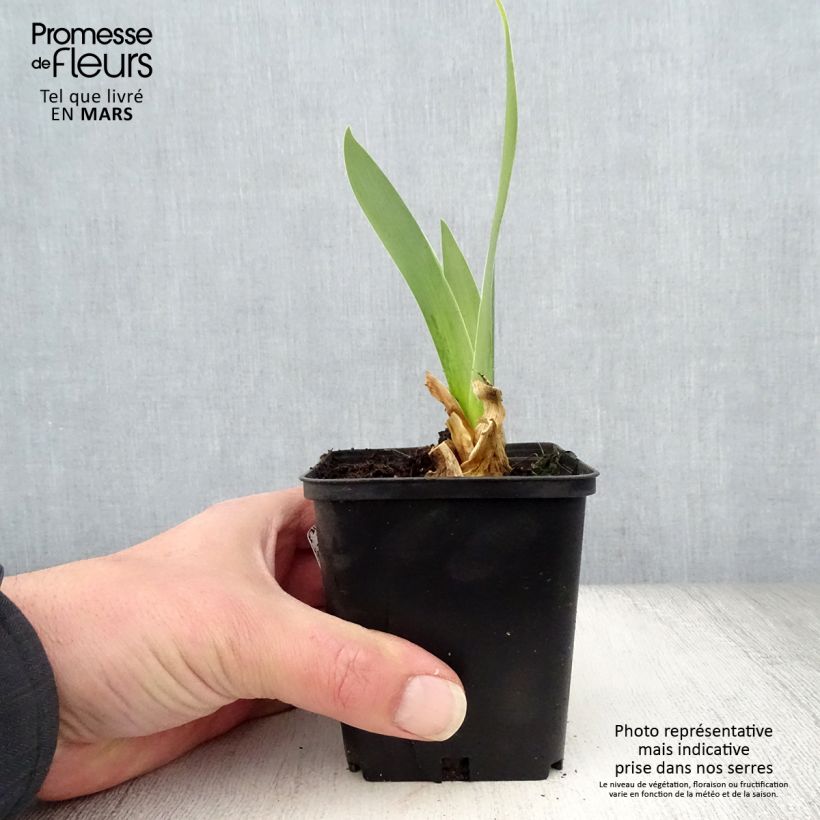 Spécimen de Iris germanica Sorcellerie - Iris des Jardins Godet de 8/9 cm tel que livré au printemps