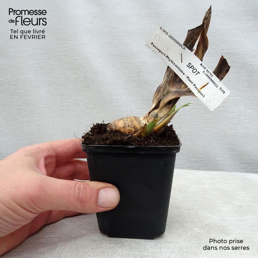 Spécimen de Iris germanica Spot - Iris des Jardins remontant. Godet de 8/9 cm tel que livré en hiver