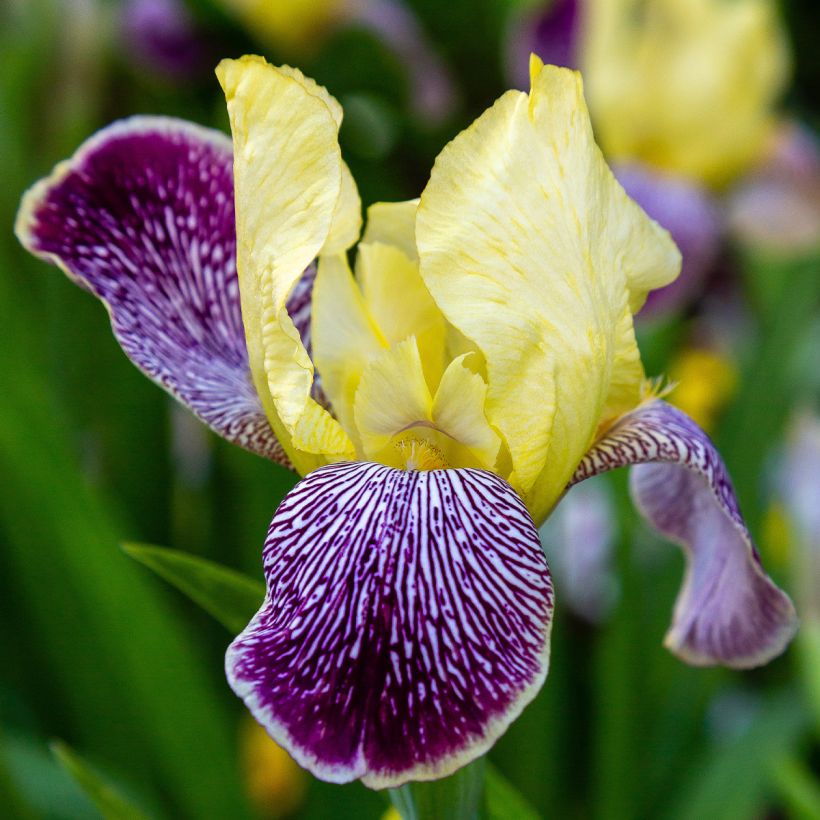 Iris germanica Stellata - Iris des jardins (Floraison)