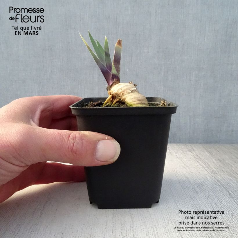 Spécimen de Iris germanica Thornbird Godet de 8/9 cm tel que livré au printemps