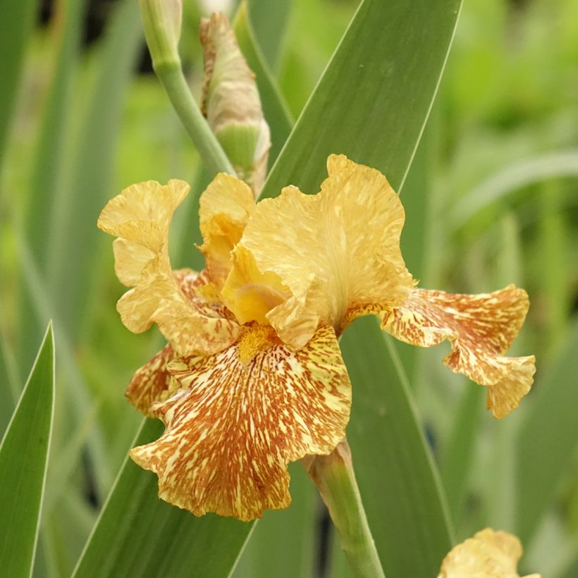 Iris germanica Tiger Honey (Floraison)