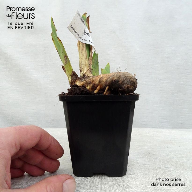 Spécimen de Iris germanica Torero - Iris des Jardins Godet de 8/9 cm tel que livré en hiver