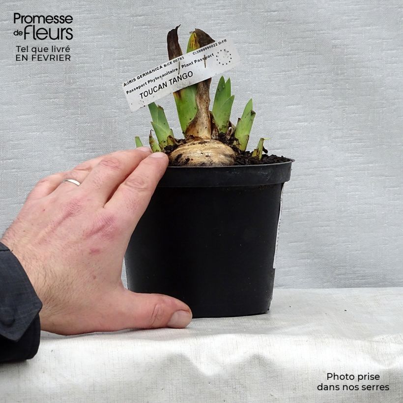 Spécimen de Iris germanica Toucan Tango Godet de 8/9 cm tel que livré en hiver