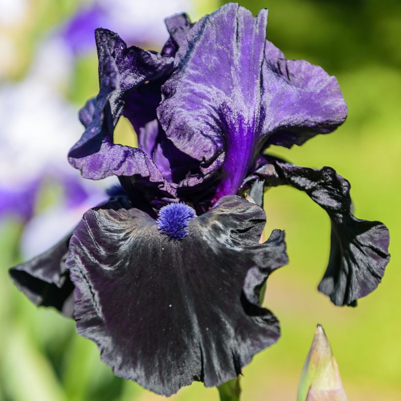 Iris germanica Tuxedo - Iris des Jardins (Floraison)
