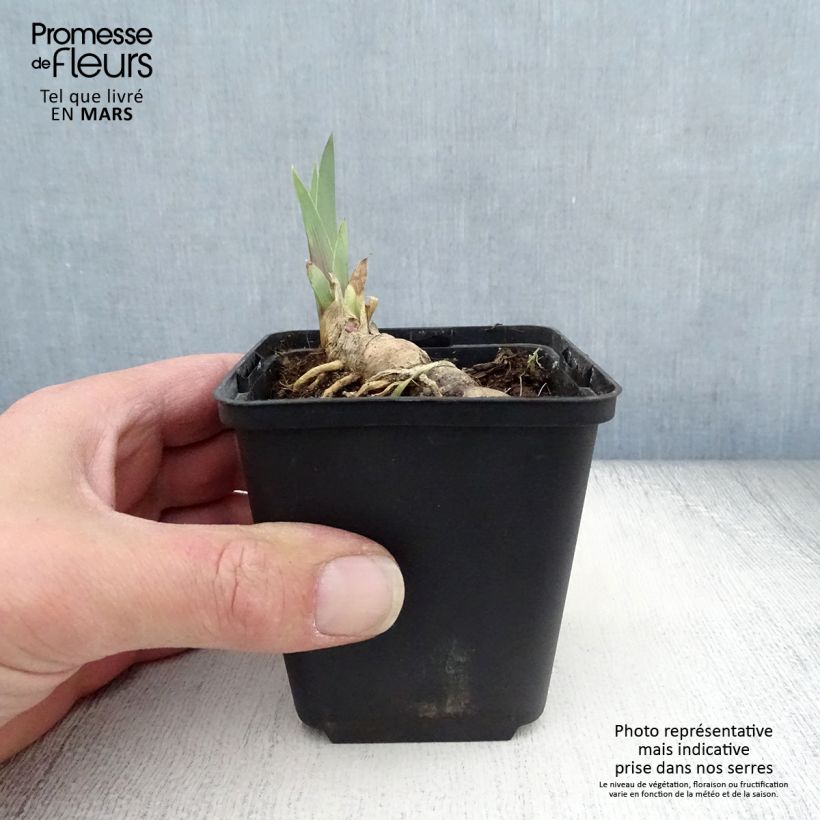 Spécimen de Iris germanica Vita Fire Godet de 8/9 cm tel que livré au printemps