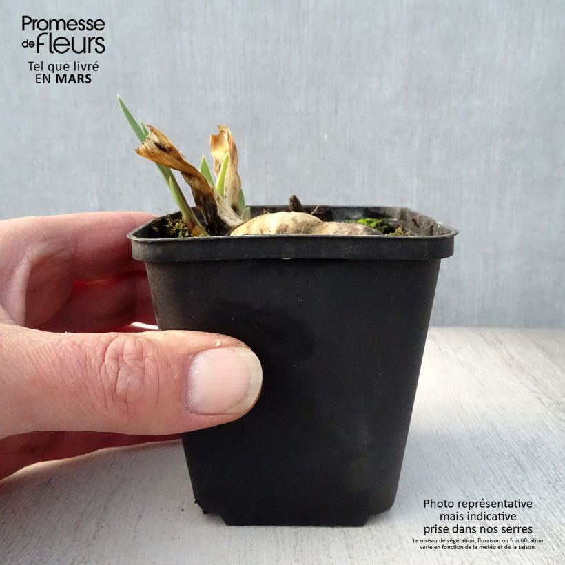 Spécimen de Iris germanica Wabash - Grand iris des jardins Godet de 8/9 cm, Calibre 4/6 tel que livré au printemps