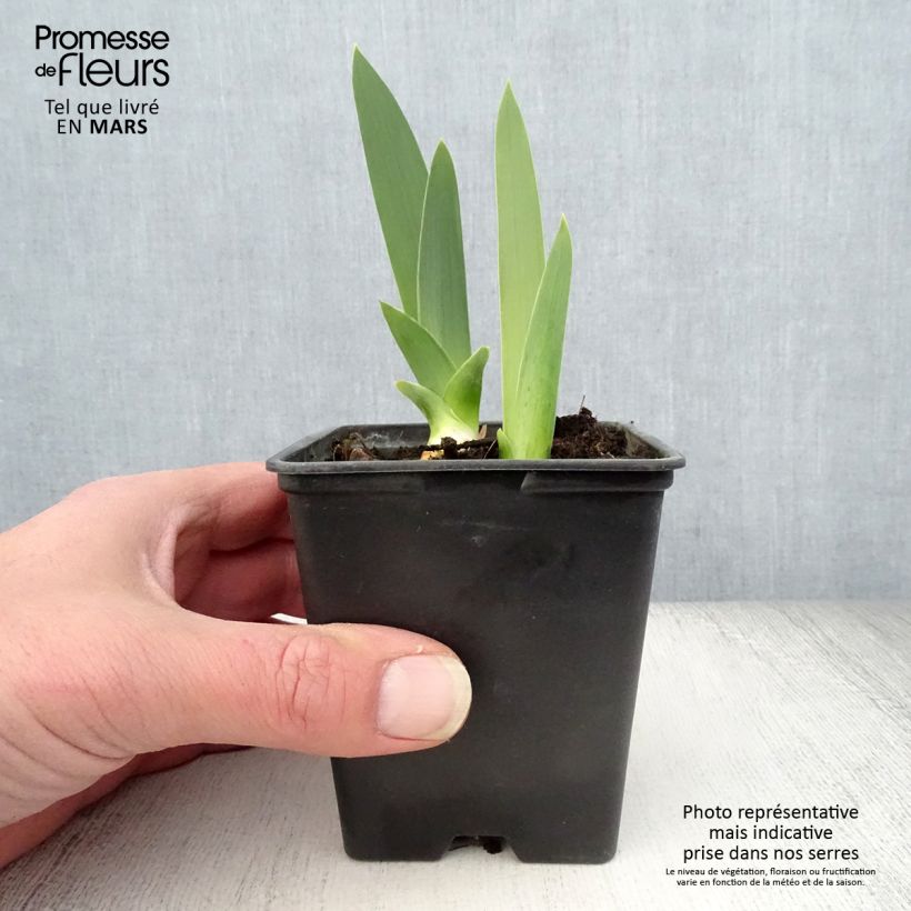 Spécimen de Iris germanica Yaquina Blue - Iris des Jardins Godet de 8/9 cm tel que livré au printemps