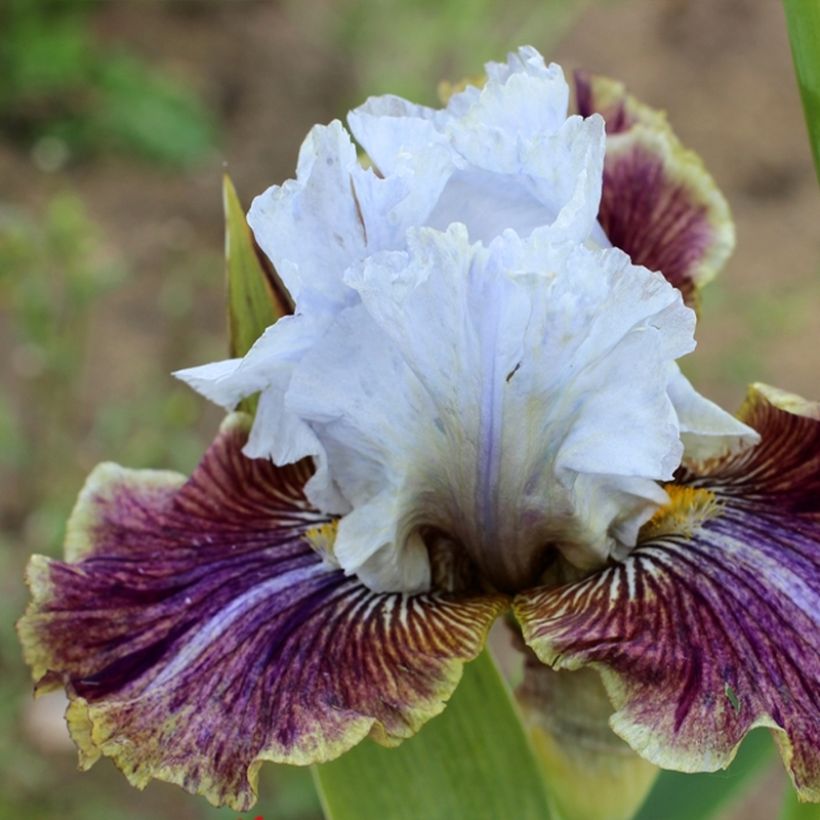 Iris germanica Coloration Végétale - Iris des Jardins (Floraison)