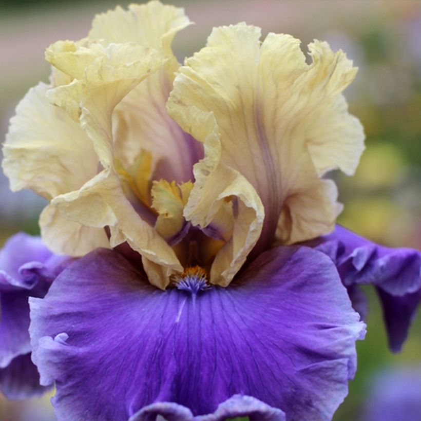 Iris germanica Guernazelle - Iris des Jardins (Floraison)