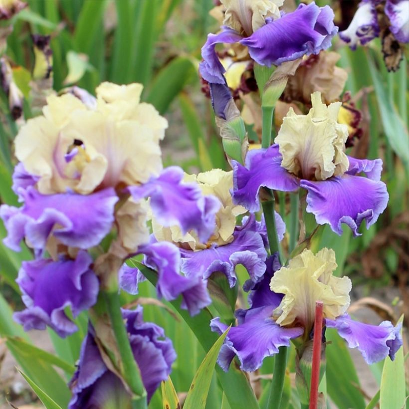 Iris germanica Guernazelle - Iris des Jardins (Port)