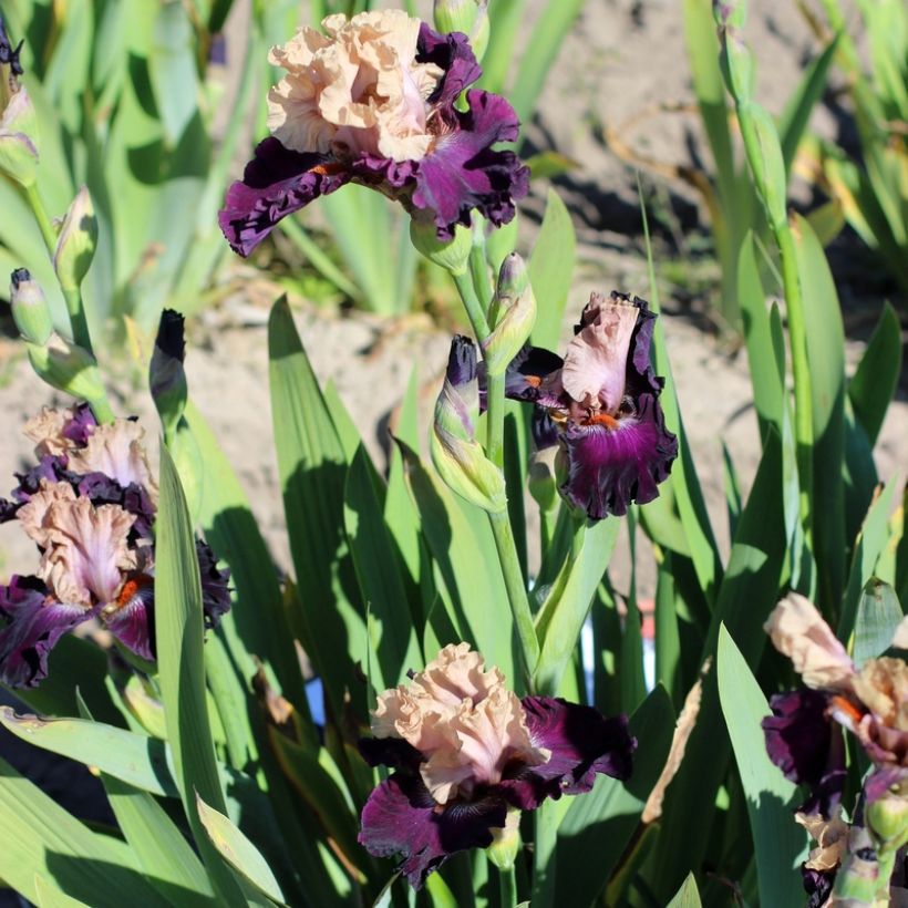 Iris germanica Sacrée Gralée - Iris des Jardins (Port)
