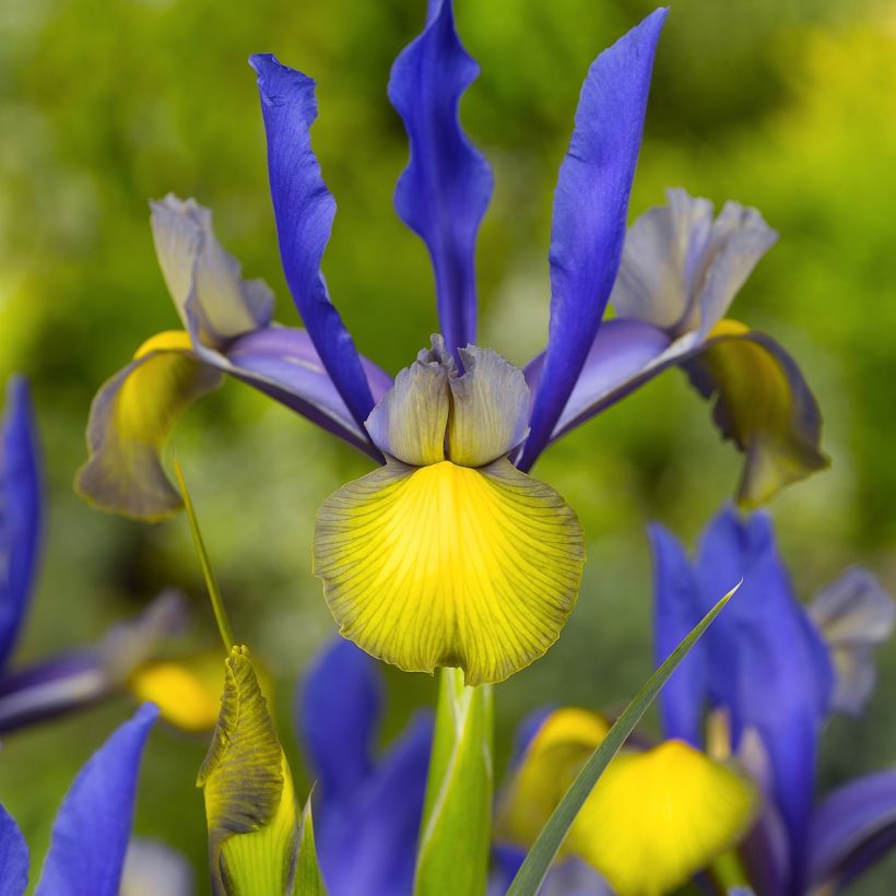 Iris de Hollande Miss Saigon (Flowering)