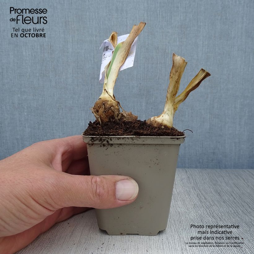 Spécimen de Iris germanica Italiques - Iris des Jardins Godet de 8/9 cm tel que livré en automne