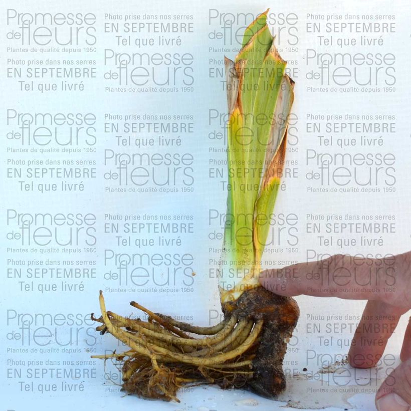 Exemple de spécimen de Iris germanica Lady Friend - Ruby Mine Godet de 8/9 cm, Calibre 4/6 tel que livré