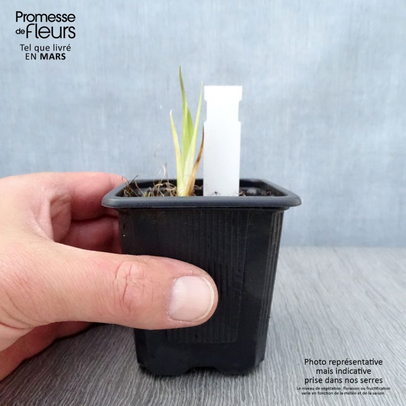 Spécimen de Iris laevigata - Iris d'eau japonais Godet de 8/9 cm tel que livré au printemps