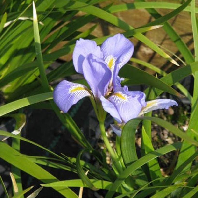 Iris lazica (Floraison)