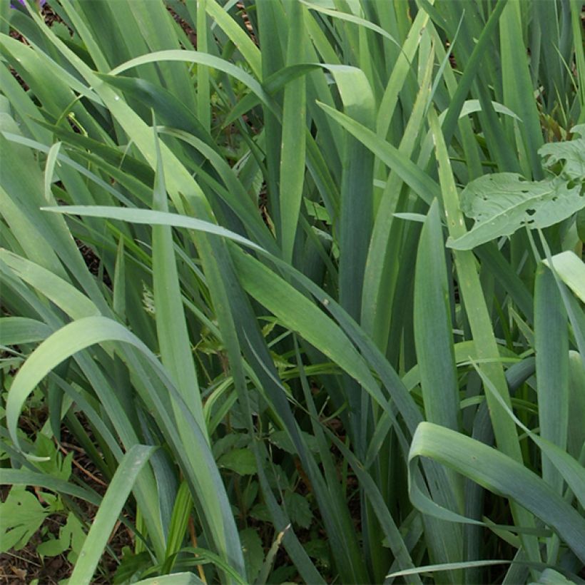 Iris louisiana Gulf Shore (Feuillage)