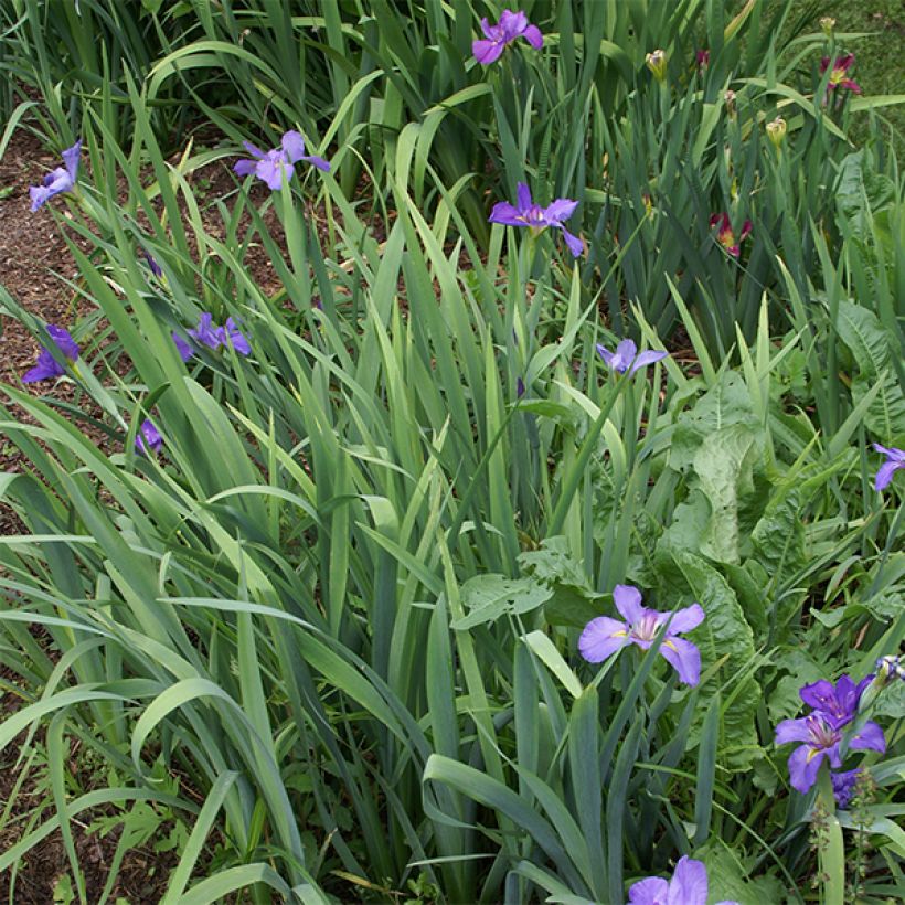 Iris louisiana Gulf Shore (Port)