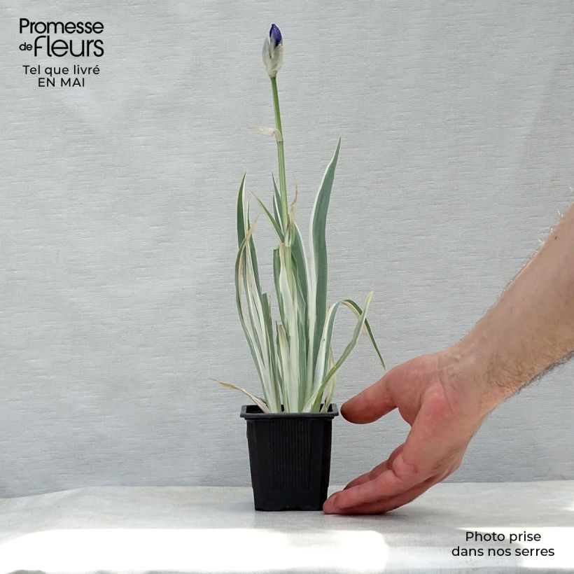 Spécimen de Iris pallida Variegata - Iris pâle panaché de jaune. Godet de 8/9 cm tel que livré au printemps