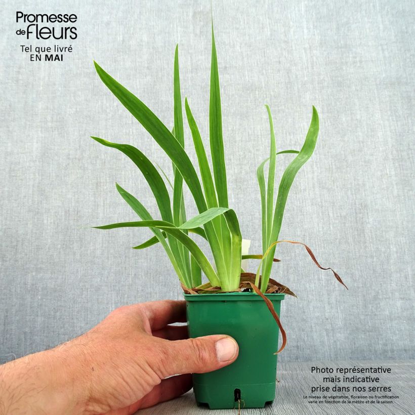 Spécimen de Iris pumila Jaune - Iris nain Godet de 8/9 cm tel que livré au printemps