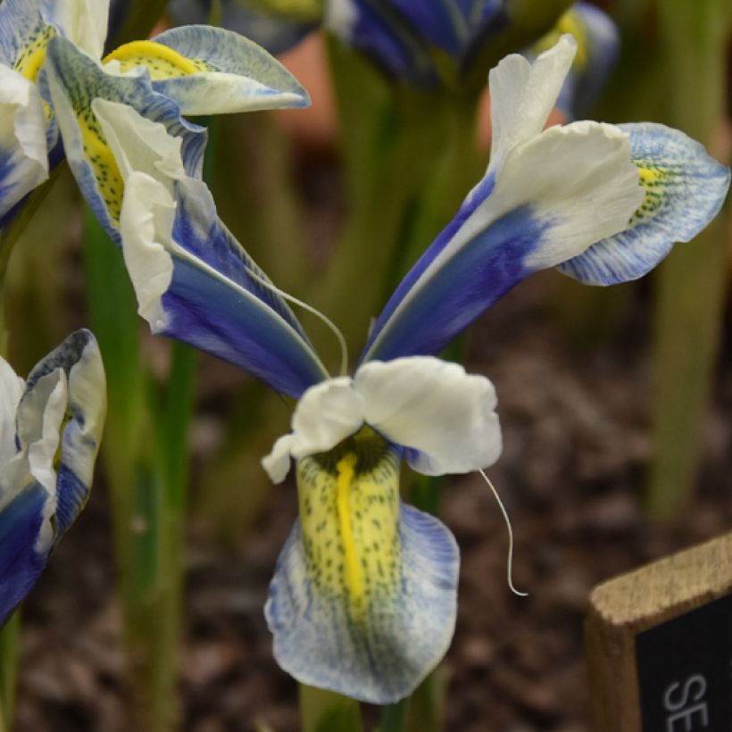 Iris reticulata Sea Breeze (Floraison)
