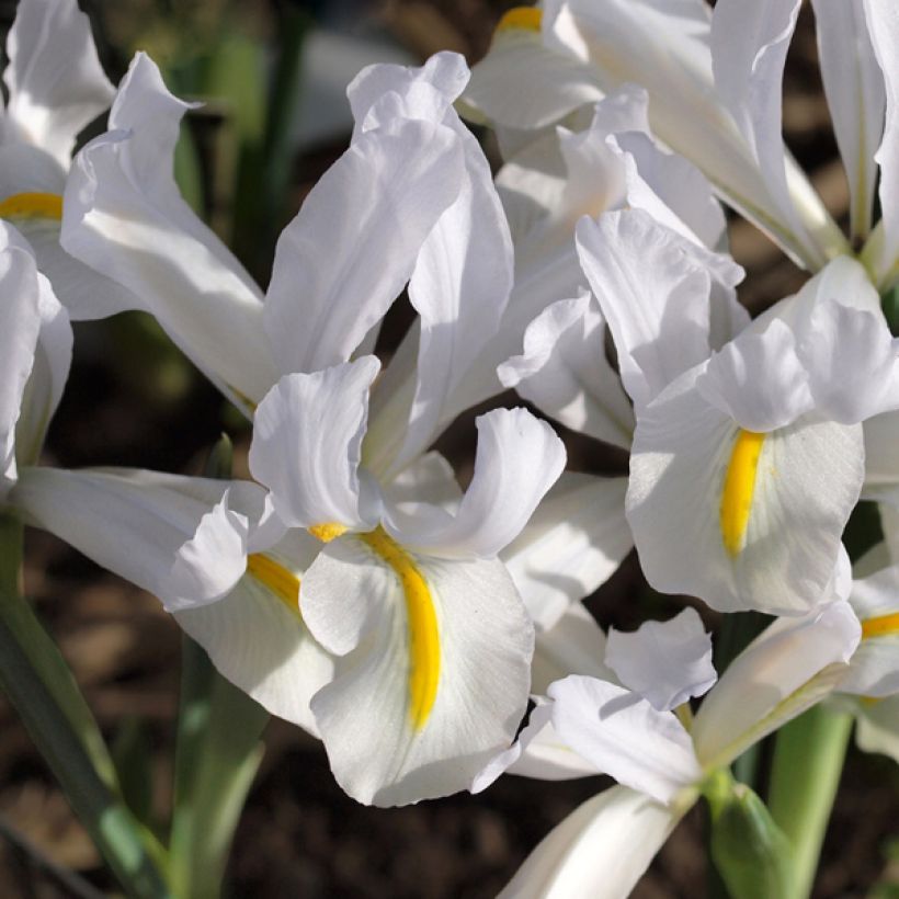 Iris reticulata White Caucasus (Floraison)