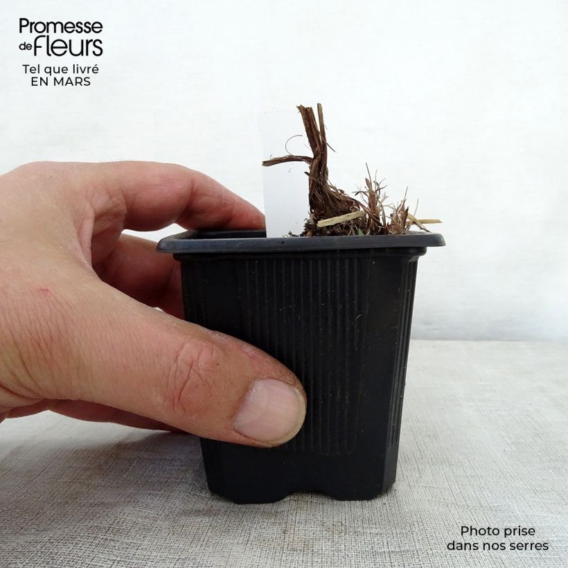 Spécimen de Iris robusta Dark Aura  Godet de 8/9 cm tel que livré au printemps