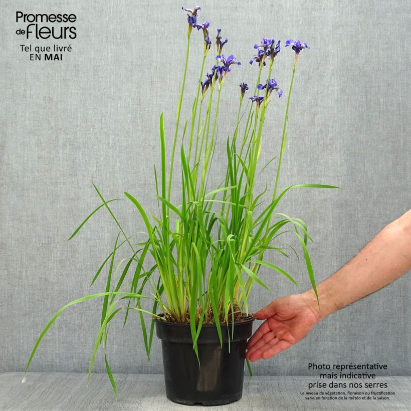 Spécimen de Iris sibirica Fran's gold - Iris de Sibérie Pot de 2L/3L tel que livré au printemps