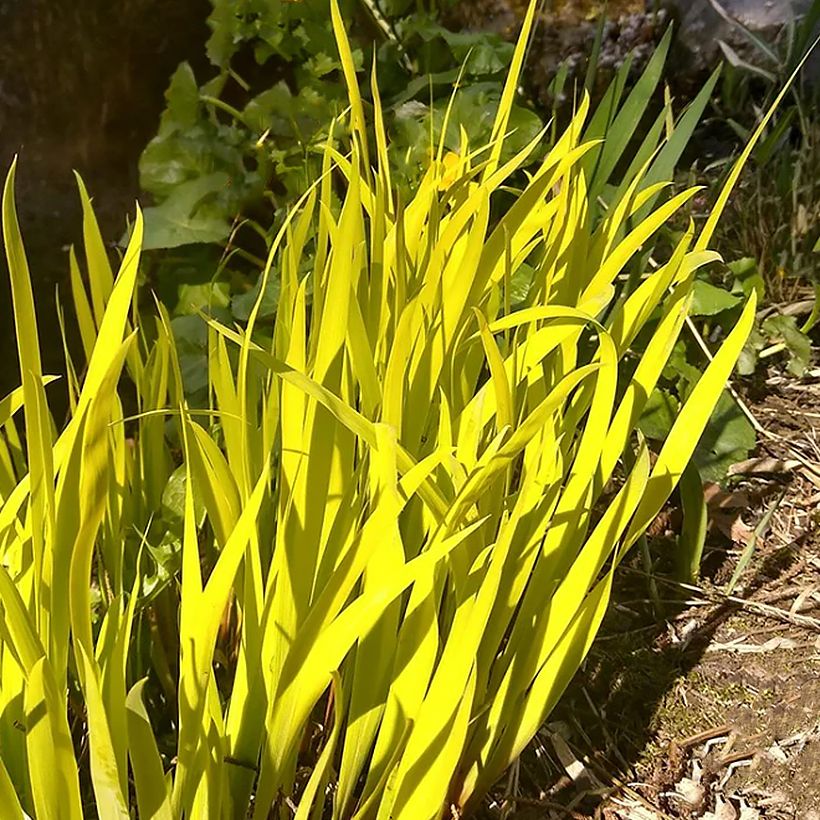 Iris sibirica Fran's gold - Iris de Sibérie (Feuillage)