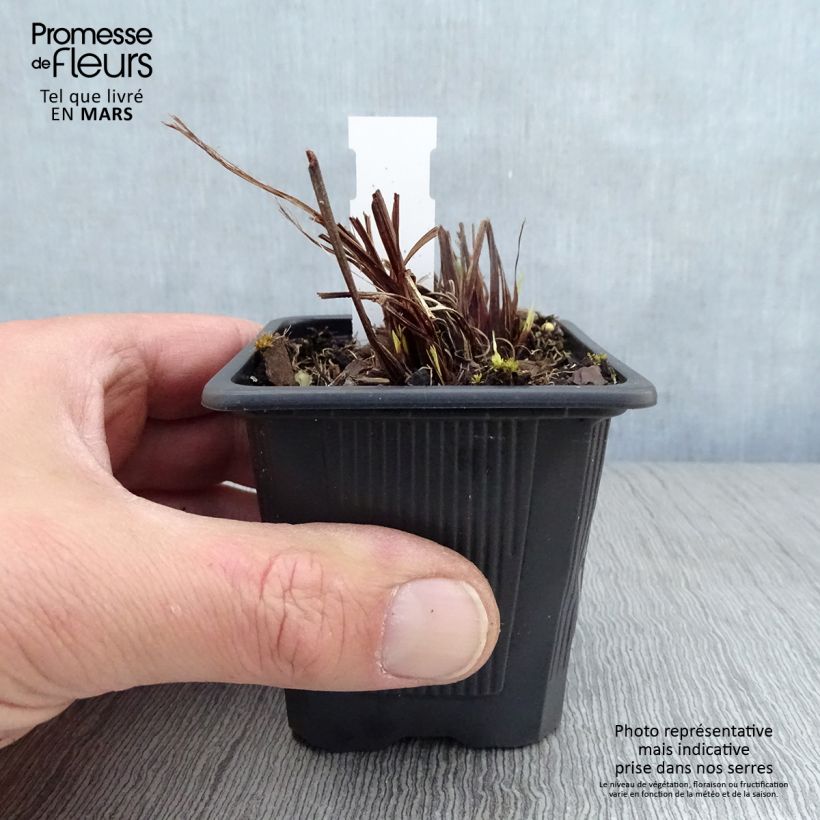 Spécimen de Iris sibirica Not Quite White - Iris de Sibérie Godet de 8/9 cm tel que livré au printemps