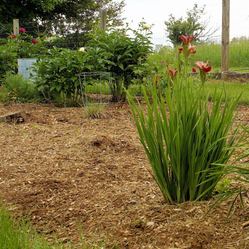 Iris sibirica Paprikash - Iris de Sibérie (Port)