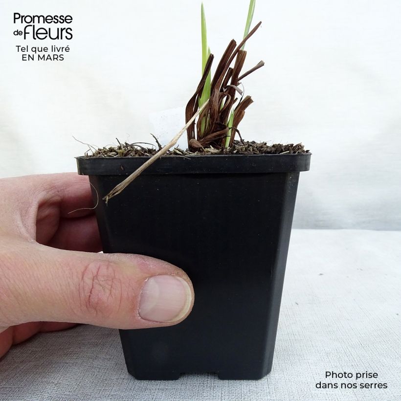 Spécimen de Iris sibirica Perry's Blue - Iris de Sibérie Godet de 8/9 cm tel que livré au printemps