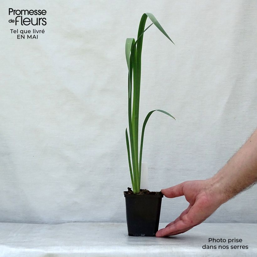 Spécimen de Iris sibirica Snow Queen - Iris de Sibérie Godet de 8/9 cm tel que livré au printemps