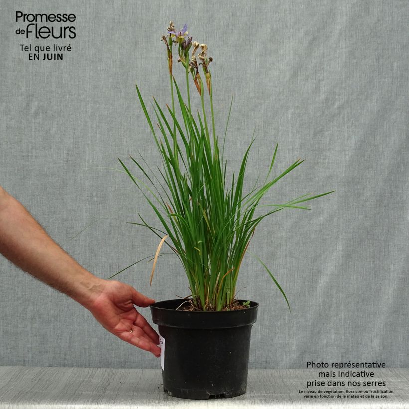 Spécimen de Iris sibirica Tipped in Blue - Iris de Sibérie Pot de 4L/5L tel que livré en été