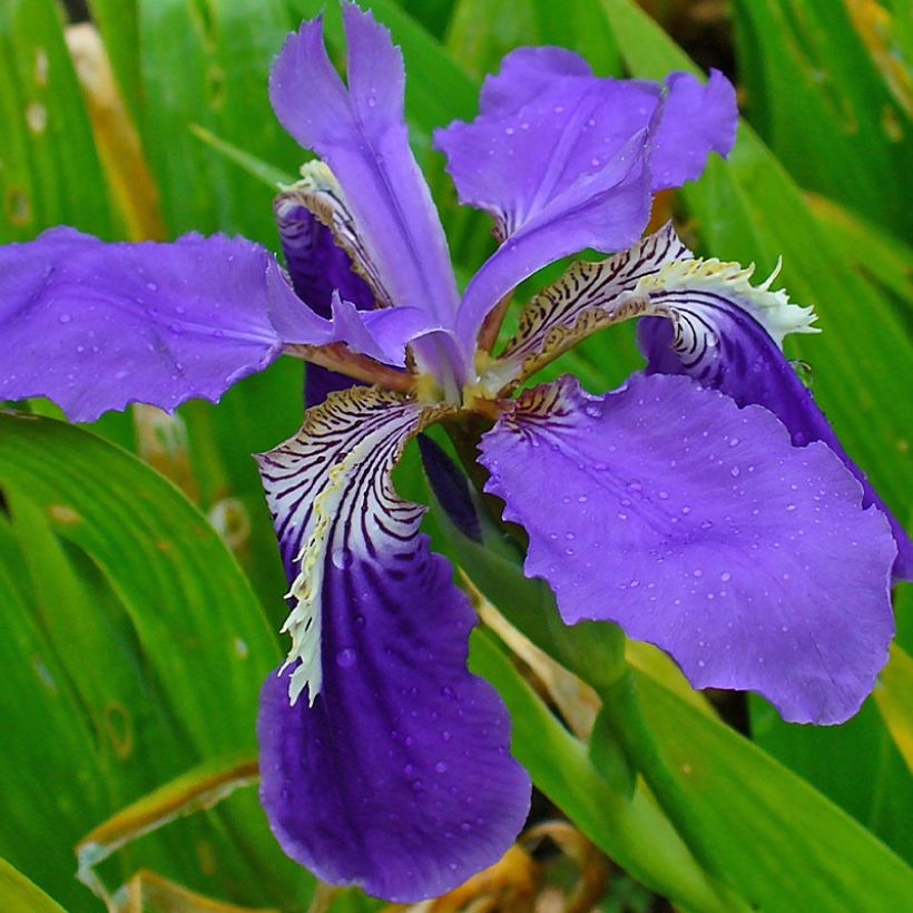 Iris tectorum - Iris des toits (Floraison)