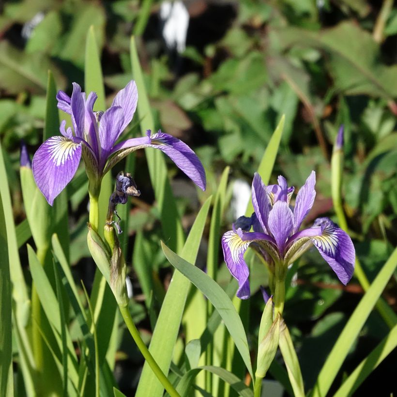 Iris versicolor Variegata - Iris versicolore panaché. (Floraison)