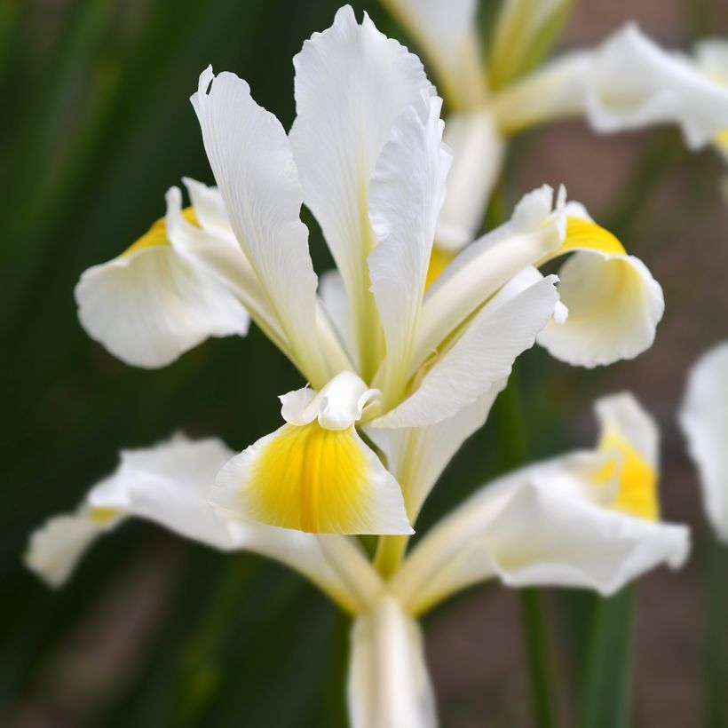 Iris ochroleuca (orientalis) - Iris des steppes (Floraison)