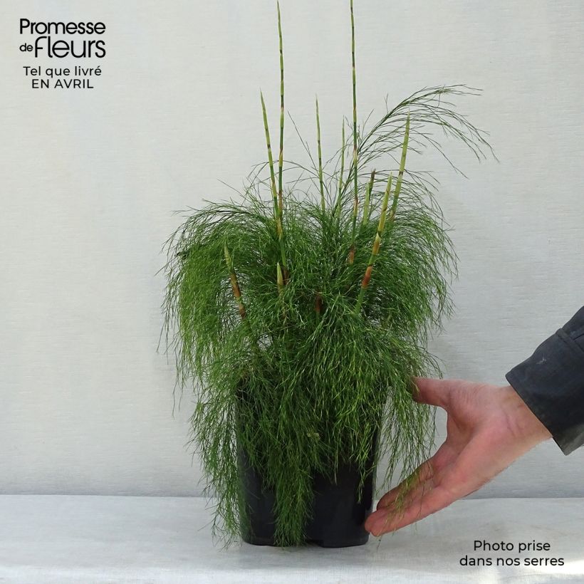 Spécimen de Ischyrolepis subverticillata - Restio Pot de 2L/3L tel que livré au printemps