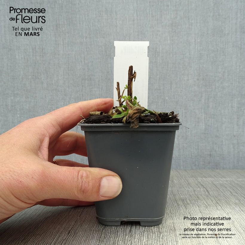 Spécimen de Isoplexis hybride Bella - Digitale des Canaries Godet de 8/9 cm tel que livré au printemps