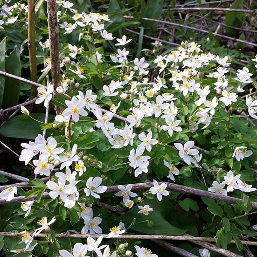 Isopyrum thalictroides (Port)
