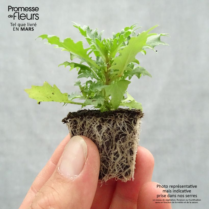 Spécimen de Isotoma Tristar Deep Blue – Laurentia Jardimotte : motte 3,8 cm x 3,2 cm en plaque de culture par 16, Livré en plant vert de 5 à 10 cm de hauteur tel que livré au printemps