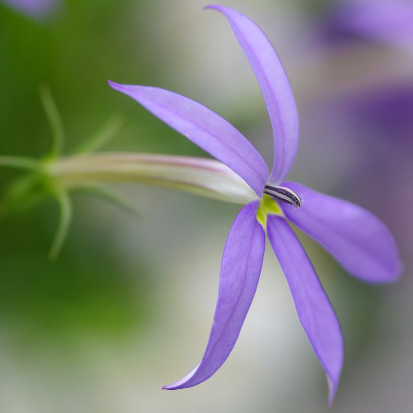 Laurentia ou Isotoma Stella Blue (Floraison)